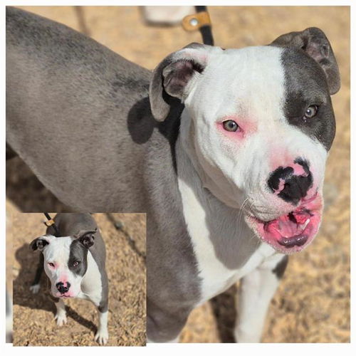 picture of the dog needing adoption