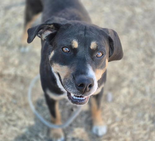 picture of the dog needing adoption