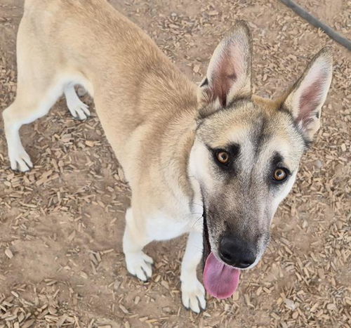 picture of the dog needing adoption