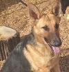adoptable Dog in , NM named BELLA
