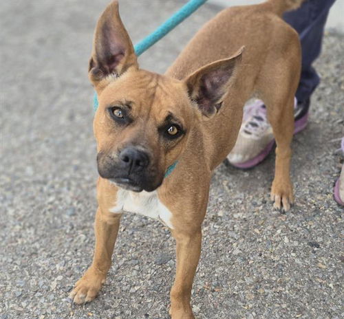 picture of the dog needing adoption