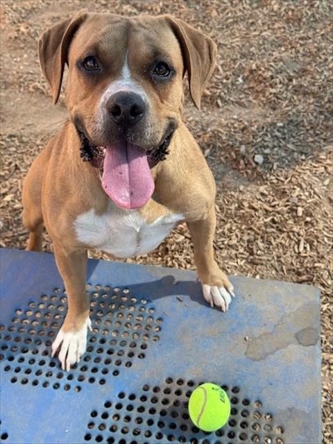 picture of the dog needing adoption