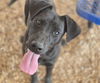 adoptable Dog in , NM named STYLUS