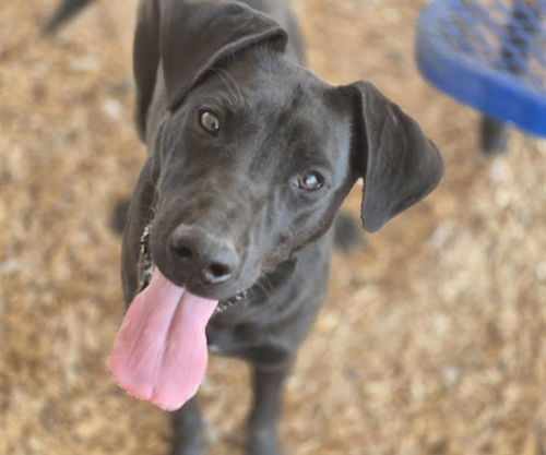 picture of the dog needing adoption