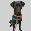 SEAMUS - Photo 1
