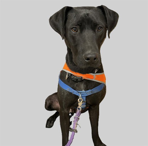 SEAMUS - Labrador Retriever available for adoption