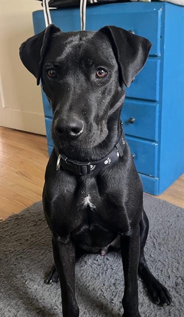 SEAMUS - Labrador Retriever available for adoption