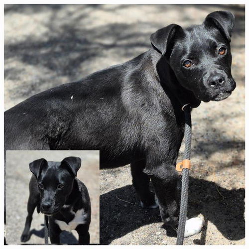 picture of the dog needing adoption