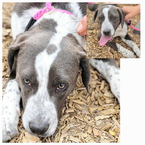 picture of the dog needing adoption