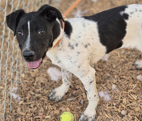 picture of the dog needing adoption