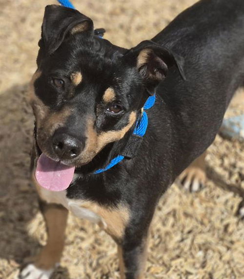 picture of the dog needing adoption