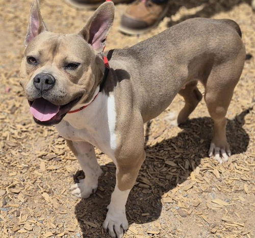 picture of the dog needing adoption