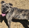 adoptable Dog in  named DOJA