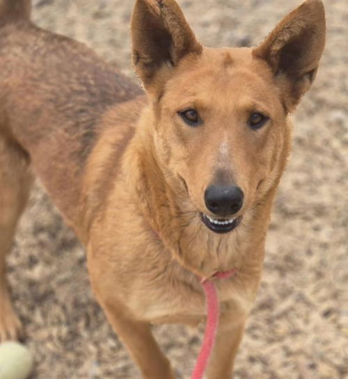 picture of the dog needing adoption
