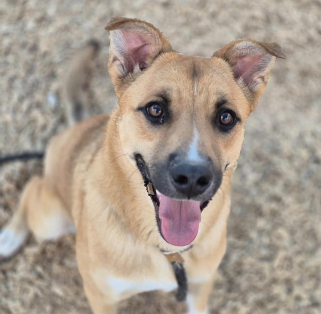 adoptable Dog in Albuquerque, NM named SUNNY