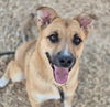 adoptable Dog in , NM named SUNNY