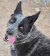 adoptable Dog in  named NANCY
