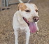adoptable Dog in  named LOKI