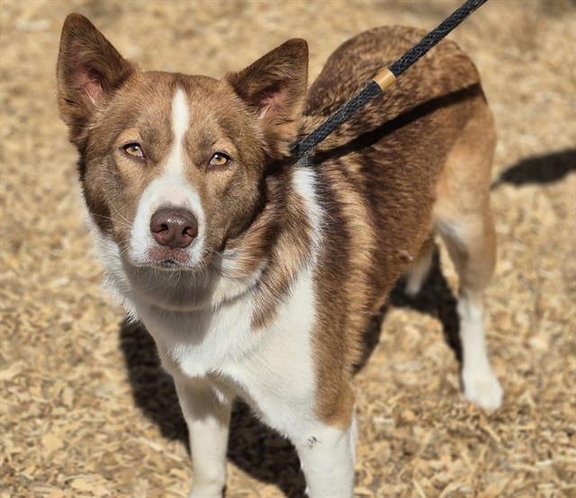 adoptable Dog in Albuquerque, NM named ROXY