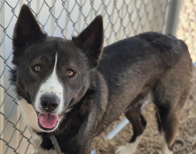 adoptable Dog in Albuquerque, NM named BRADLEY