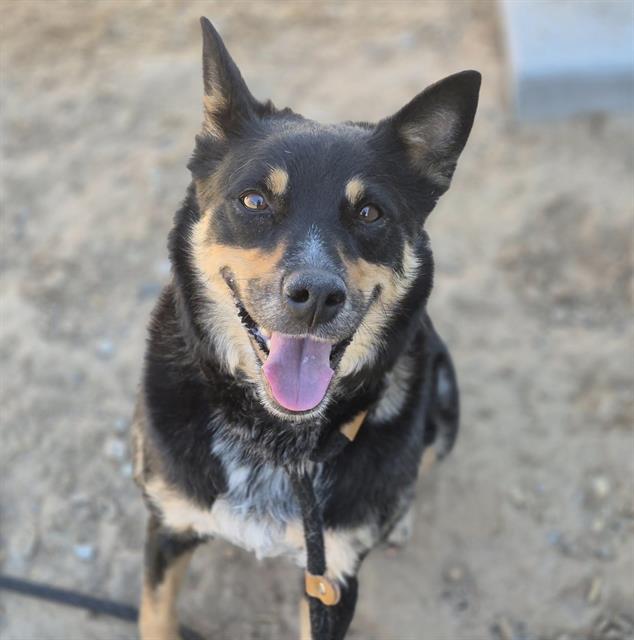 adoptable Dog in Albuquerque, NM named MAGGIE
