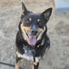 adoptable Dog in  named MAGGIE