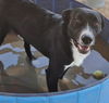 adoptable Dog in  named CARTER