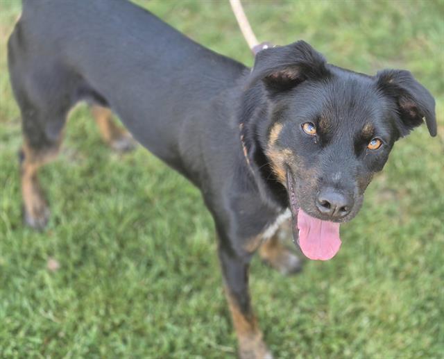 adoptable Dog in Albuquerque, NM named LUIS