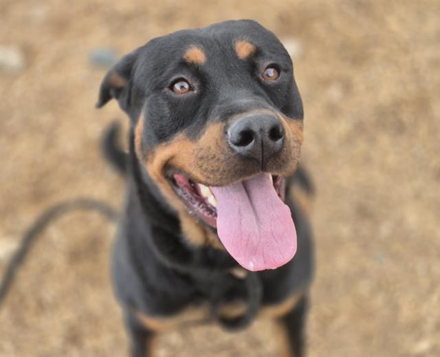 adoptable Dog in Albuquerque, NM named BUNNY