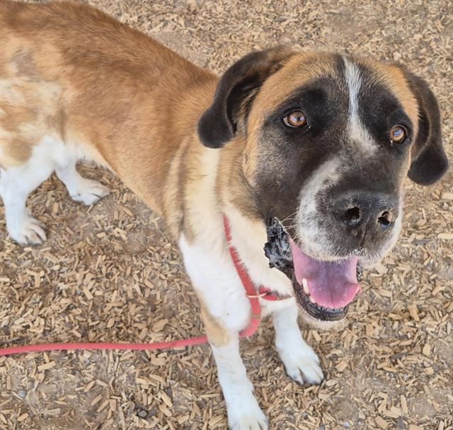adoptable Dog in Albuquerque, NM named GIRLY