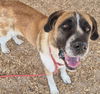 adoptable Dog in  named GIRLY