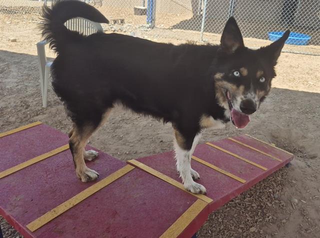 adoptable Dog in Albuquerque, NM named DAISY