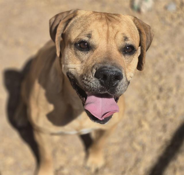 adoptable Dog in Albuquerque, NM named SAMMY