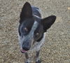 adoptable Dog in  named KING