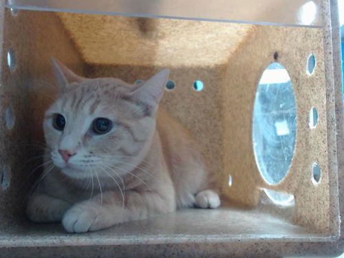 picture of the cat needing adoption