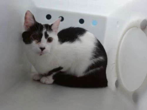 picture of the cat needing adoption