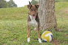 adoptable Dog in  named KOKO