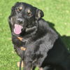 adoptable Dog in  named LUTHER