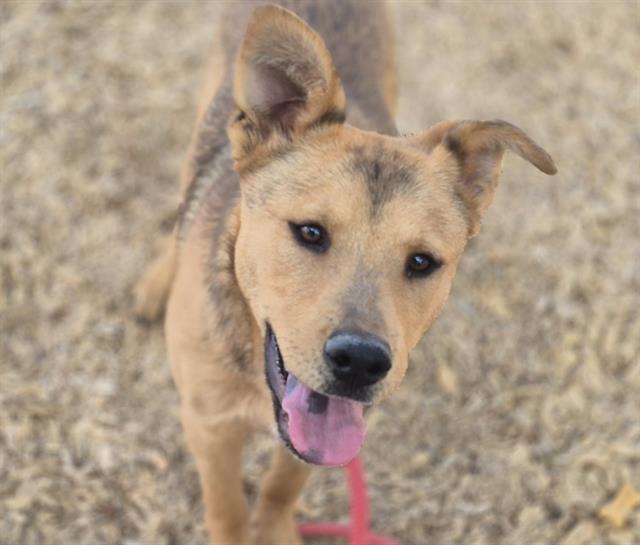 adoptable Dog in Albuquerque, NM named ARWEN