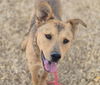adoptable Dog in  named ARWEN