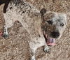 adoptable Dog in  named BERT