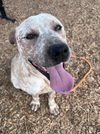 adoptable Dog in  named ERNIE