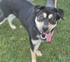 adoptable Dog in  named LABUBU