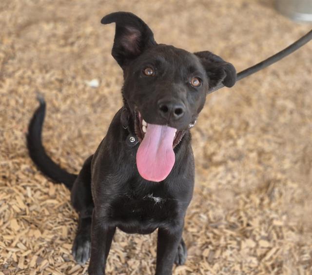 adoptable Dog in Albuquerque, NM named ASHER