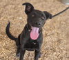 adoptable Dog in  named ASHER