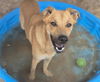 adoptable Dog in  named TYR