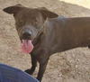adoptable Dog in  named TORO