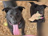 adoptable Dog in  named LUNA