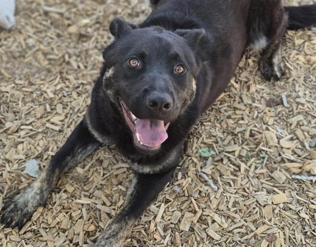 adoptable Dog in Albuquerque, NM named BAILEY