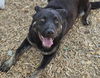 adoptable Dog in  named BAILEY
